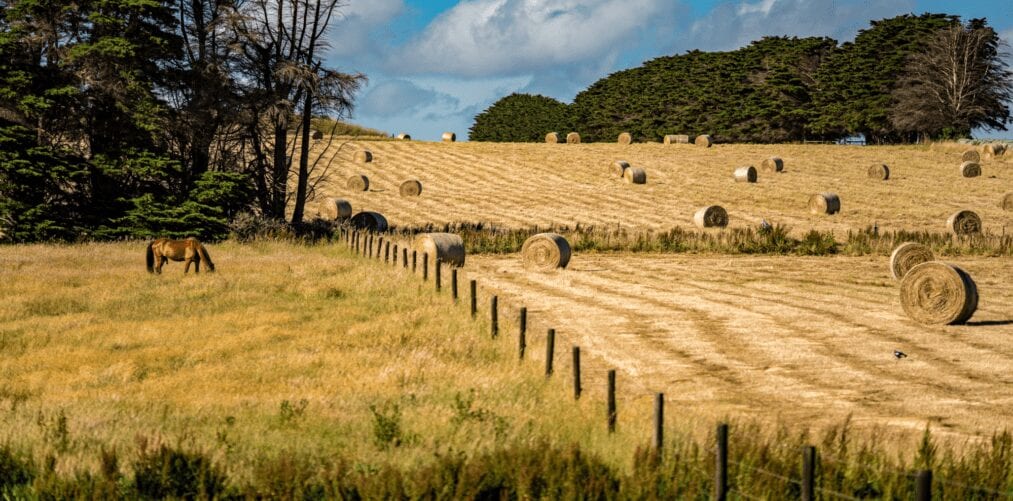 Grass Hay Bales Horse Farm