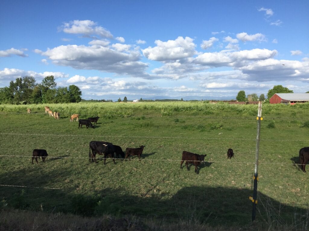 Organic Pasture Raised Beef Cows