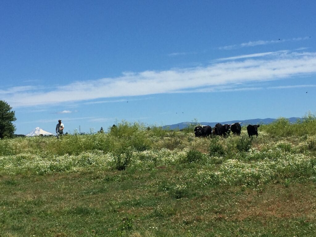 Pasture Raised Beef Cows