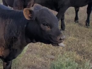 Angus Beef Calf Tongue sticking out