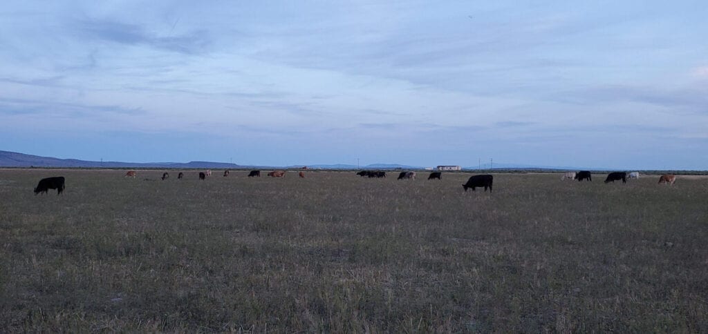 oregon beef cows