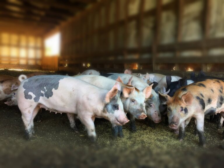 berkshire butcher pigs for sale